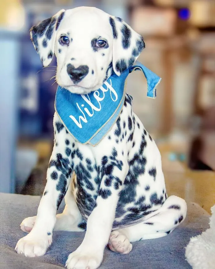This Adorable Puppy Is Stealing Everyone’s Hearts, And It’s Obvious Why