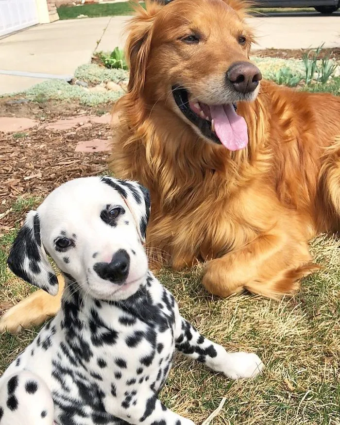 This Adorable Puppy Is Stealing Everyone’s Hearts, And It’s Obvious Why