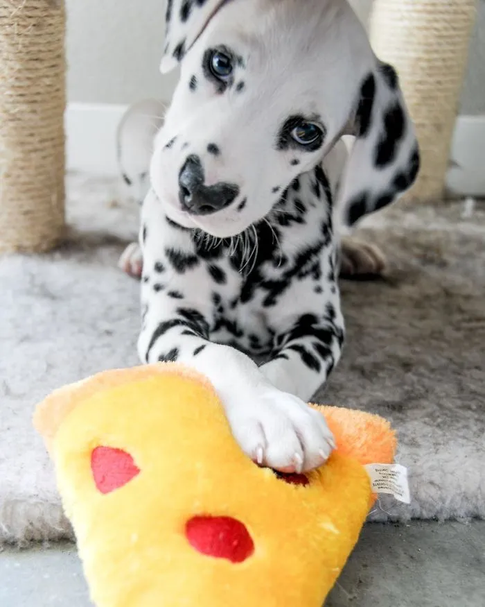 This Adorable Puppy Is Stealing Everyone’s Hearts, And It’s Obvious Why