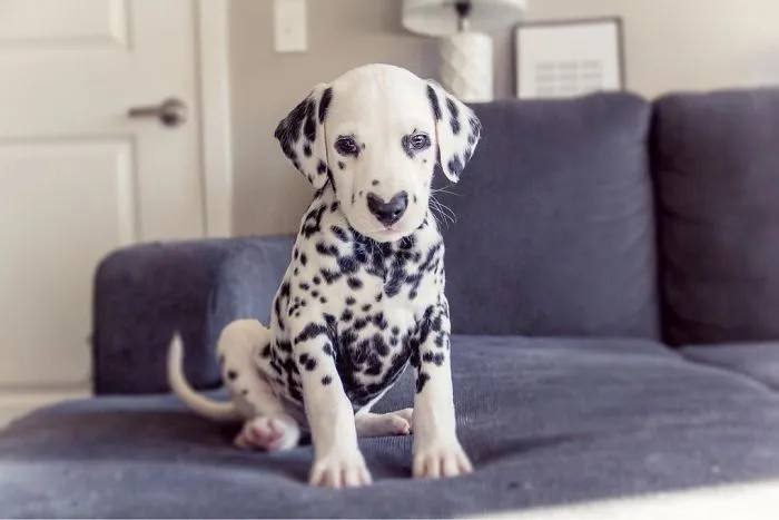 This Adorable Puppy Is Stealing Everyone’s Hearts, And It’s Obvious Why
