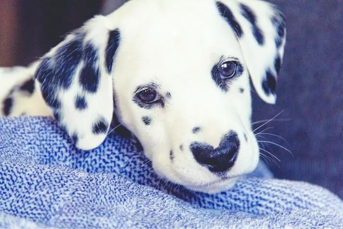 This Adorable Puppy Is Stealing Everyone’s Hearts, And It’s Obvious Why