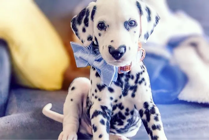 This Adorable Puppy Is Stealing Everyone’s Hearts, And It’s Obvious Why