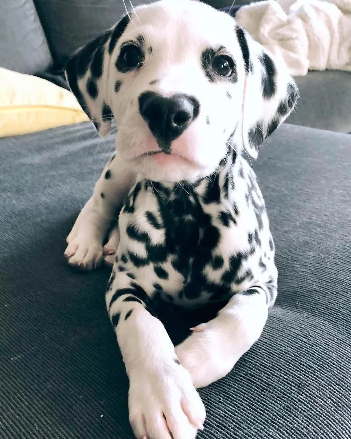 This Adorable Puppy Is Stealing Everyone’s Hearts, And It’s Obvious Why