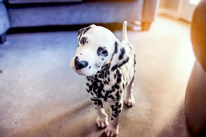 This Adorable Puppy Is Stealing Everyone’s Hearts, And It’s Obvious Why