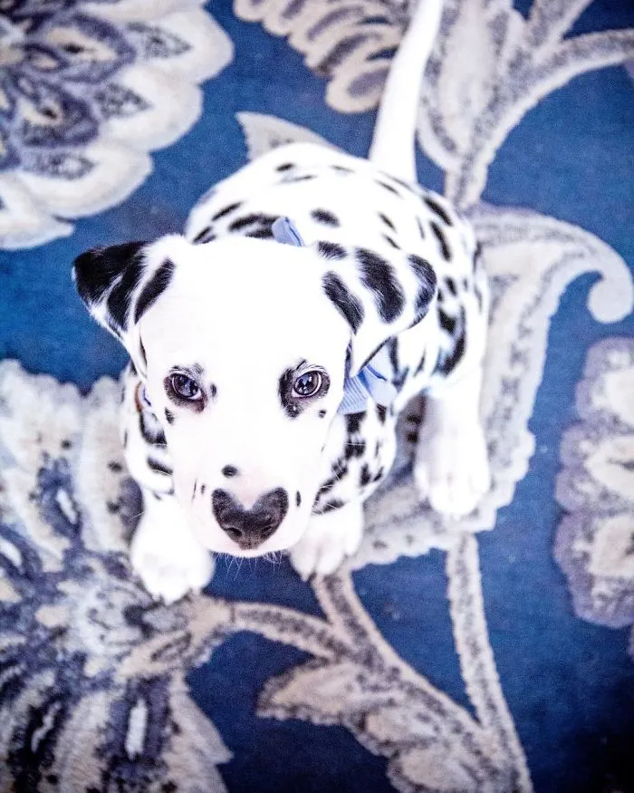 This Adorable Puppy Is Stealing Everyone’s Hearts, And It’s Obvious Why