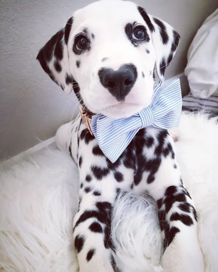 This Adorable Puppy Is Stealing Everyone’s Hearts, And It’s Obvious Why