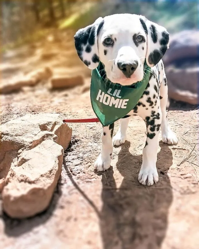 This Adorable Puppy Is Stealing Everyone’s Hearts, And It’s Obvious Why