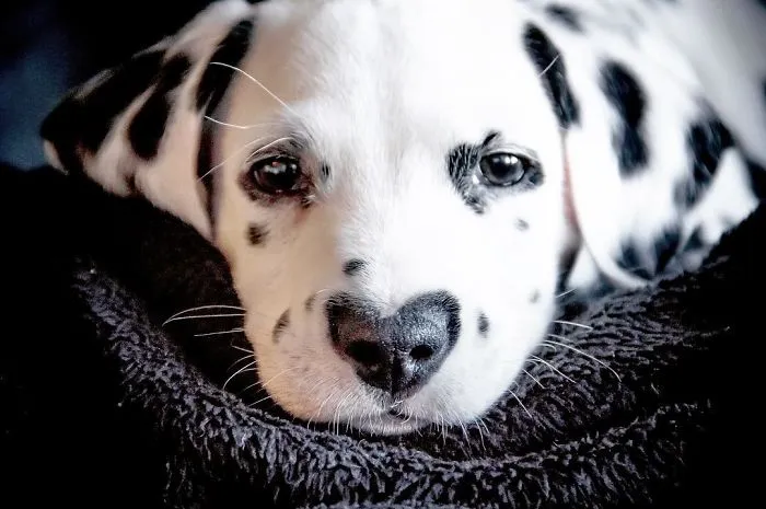 This Adorable Puppy Is Stealing Everyone’s Hearts, And It’s Obvious Why