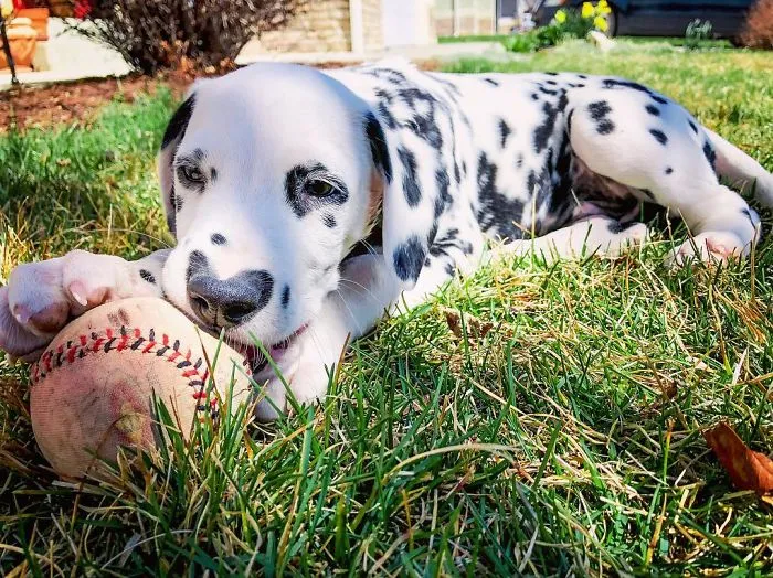 This Adorable Puppy Is Stealing Everyone’s Hearts, And It’s Obvious Why