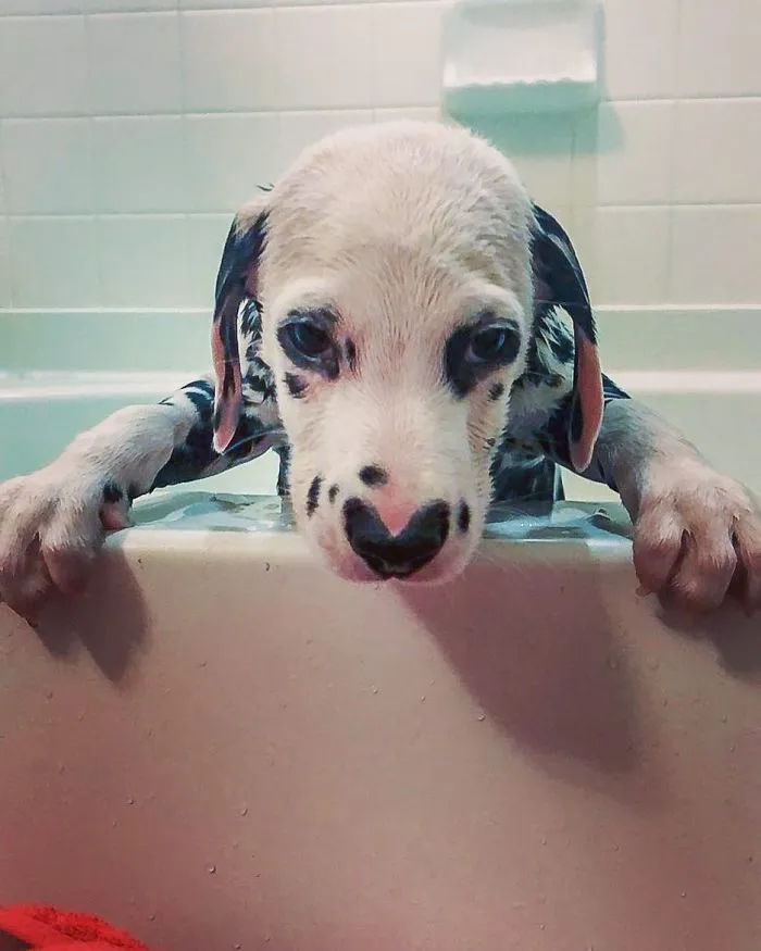 This Adorable Puppy Is Stealing Everyone’s Hearts, And It’s Obvious Why