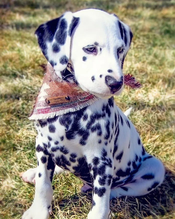 This Adorable Puppy Is Stealing Everyone’s Hearts, And It’s Obvious Why