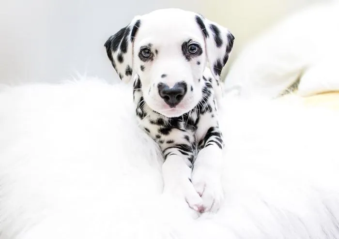 This Adorable Puppy Is Stealing Everyone’s Hearts, And It’s Obvious Why