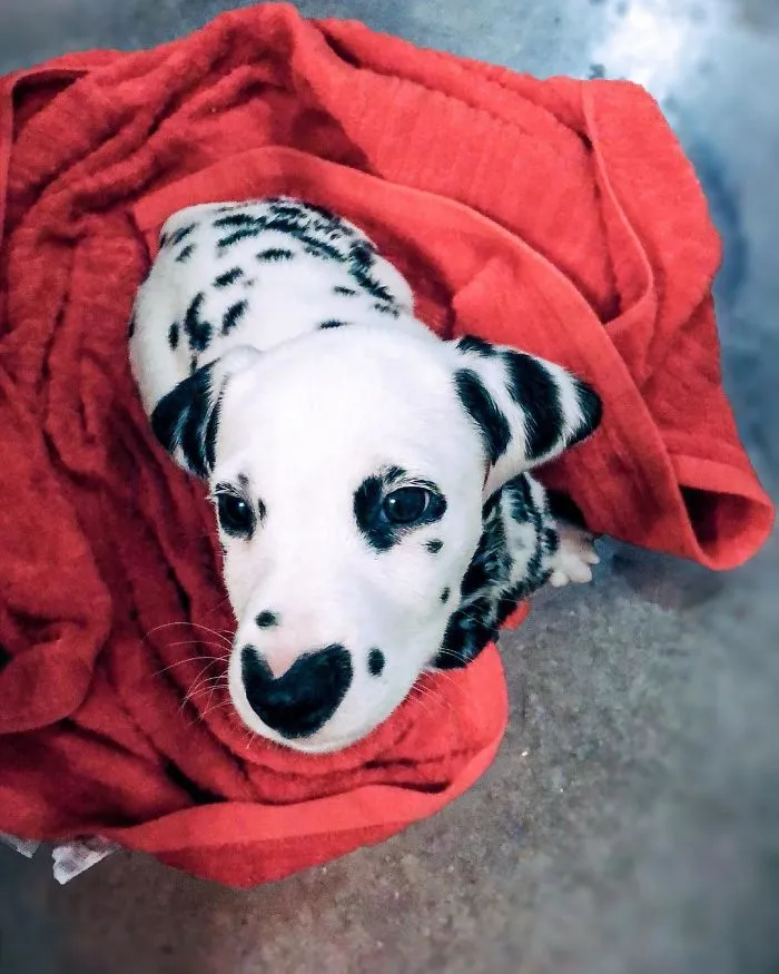 This Adorable Puppy Is Stealing Everyone’s Hearts, And It’s Obvious Why