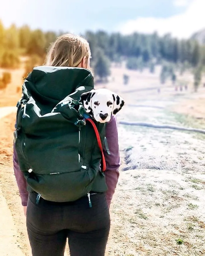 This Adorable Puppy Is Stealing Everyone’s Hearts, And It’s Obvious Why