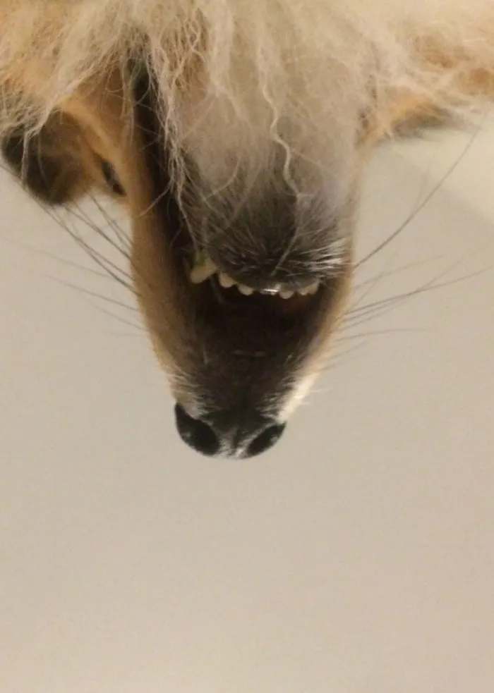 180 Hilariously Disturbing Photos Of Bearded Men Looking Straight Up