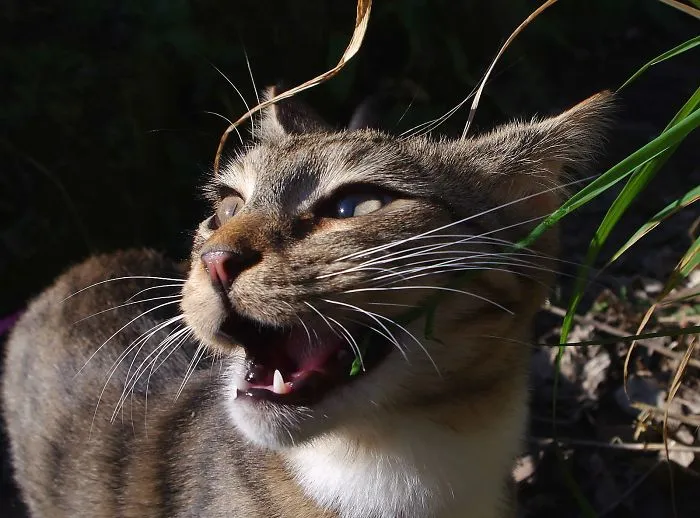 Edmund The Jumping Kitty Goes Outside For The First Time