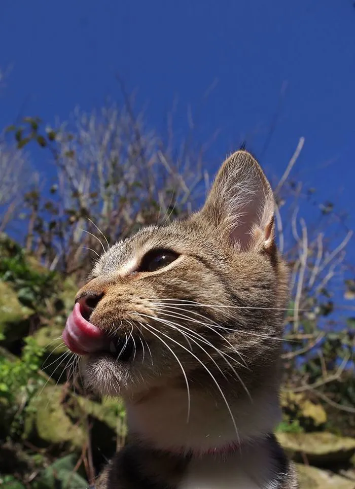 Edmund The Jumping Kitty Goes Outside For The First Time