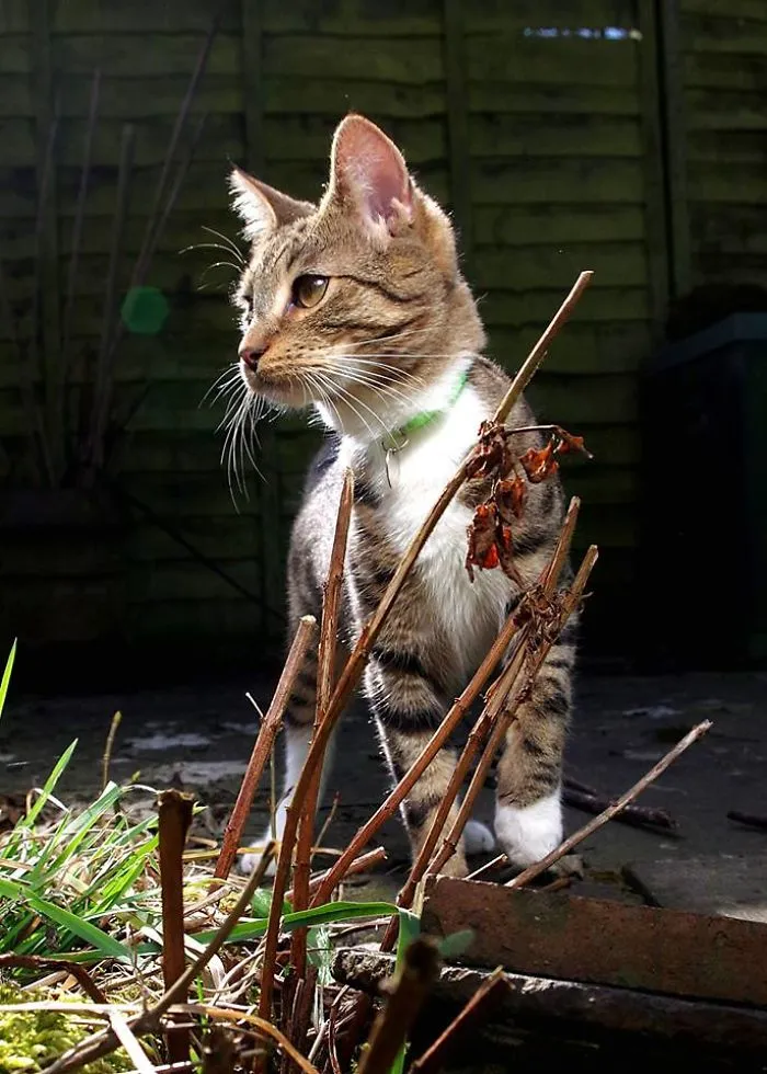 Edmund The Jumping Kitty Goes Outside For The First Time
