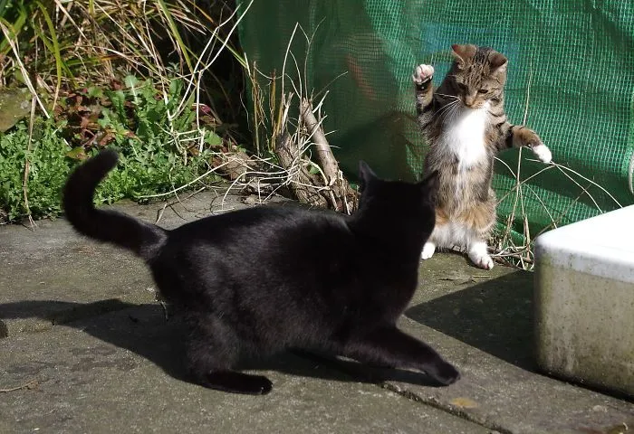 Edmund The Jumping Kitty Goes Outside For The First Time
