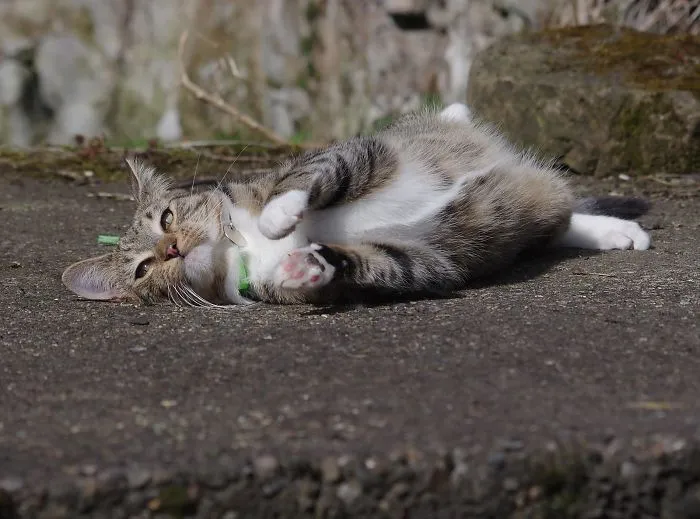 Edmund The Jumping Kitty Goes Outside For The First Time