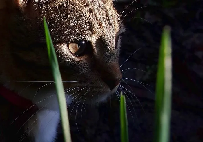 Edmund The Jumping Kitty Goes Outside For The First Time