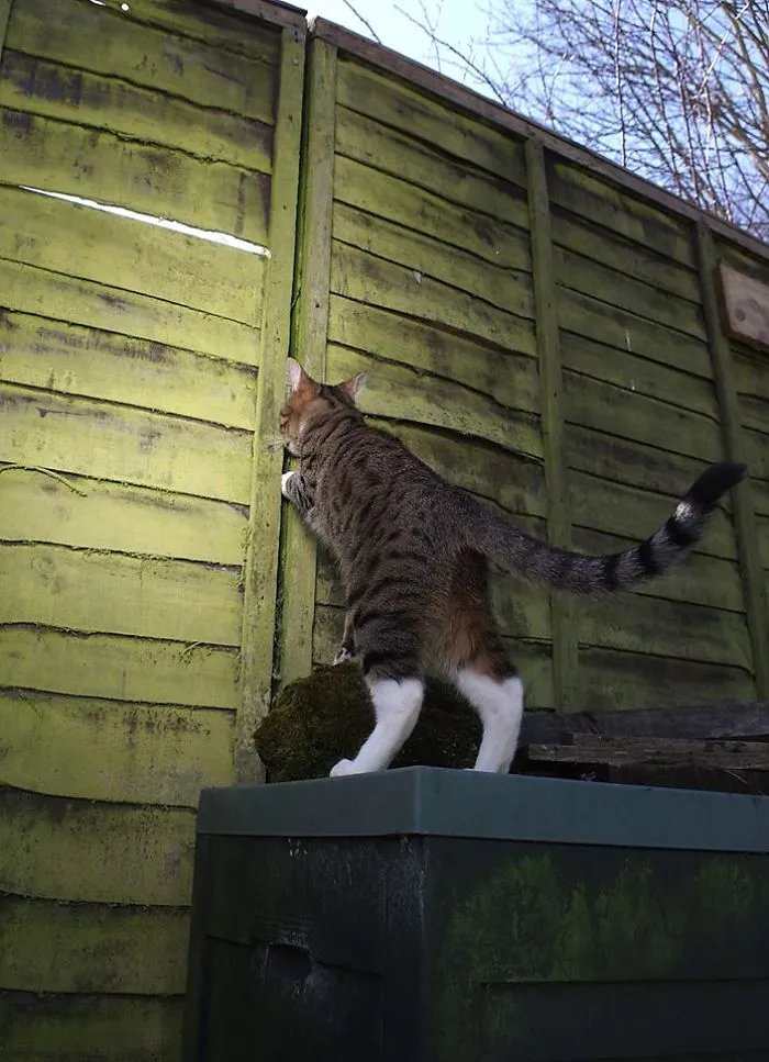 Edmund The Jumping Kitty Goes Outside For The First Time