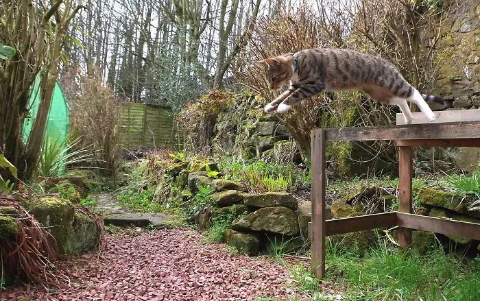 Edmund The Jumping Kitty Goes Outside For The First Time
