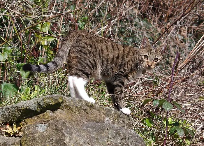 Edmund The Jumping Kitty Goes Outside For The First Time