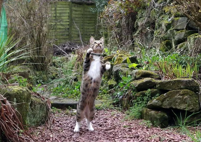 Edmund The Jumping Kitty Goes Outside For The First Time