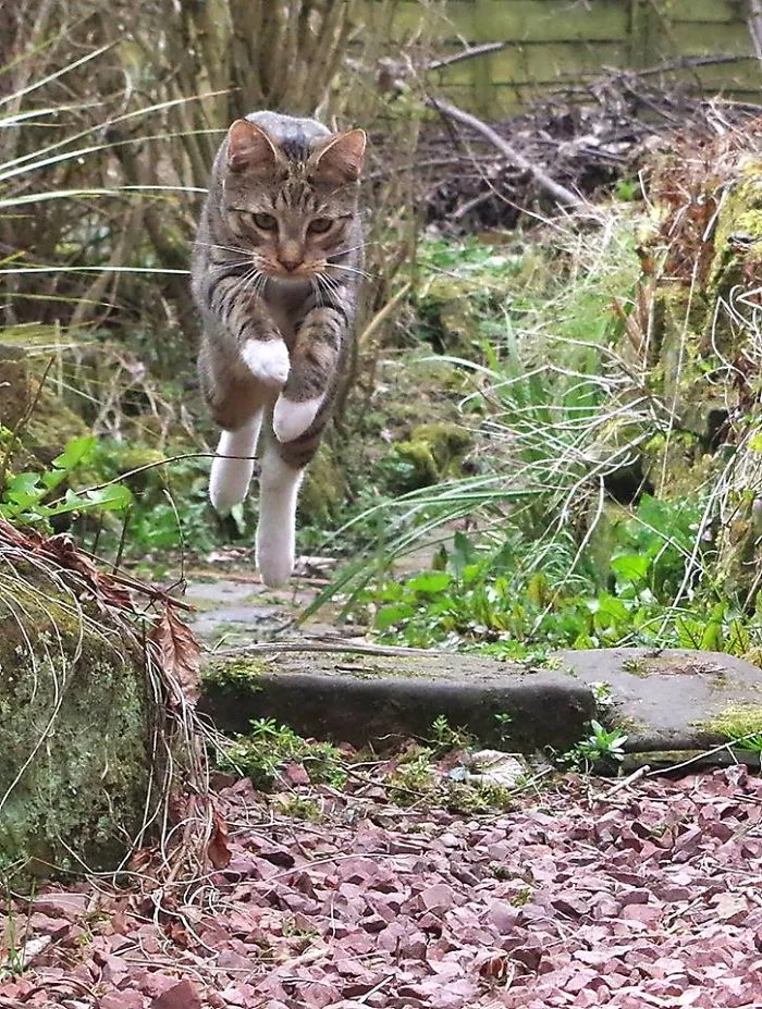 Edmund The Jumping Kitty Goes Outside For The First Time