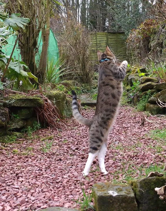 Edmund The Jumping Kitty Goes Outside For The First Time