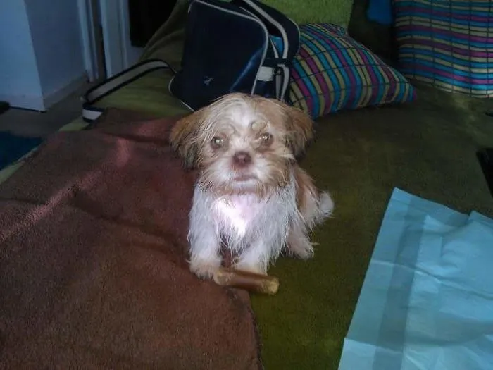 This Is Millie After Her First Bath. She Was Not Impressed.