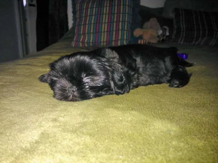 Poppy Having A Nap After Bringing Her Home.
