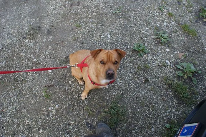 Forrest A Terrier-Shar Pei Mix. This Face Always Wins My Heart.