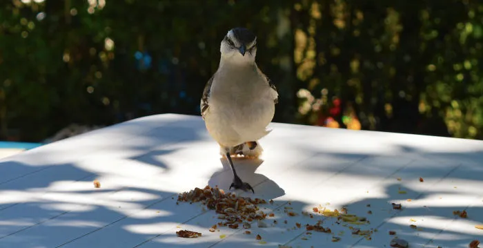 I Captured A Bird Without A Leg Who's Living In My Dad's Garden.