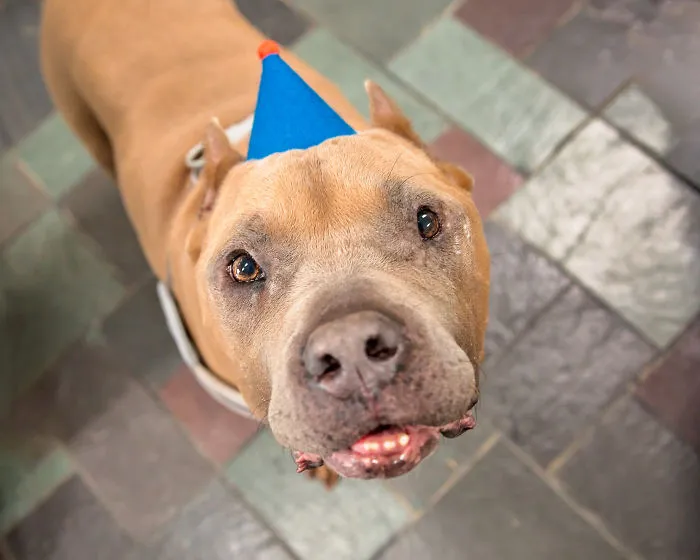 Vintage Pet Rescue - A Little Heaven On Earth For Senior Dogs