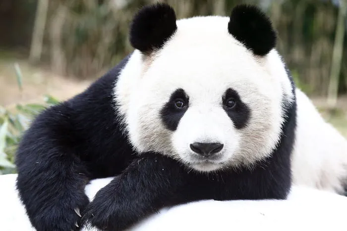 I Love Pandas!!!