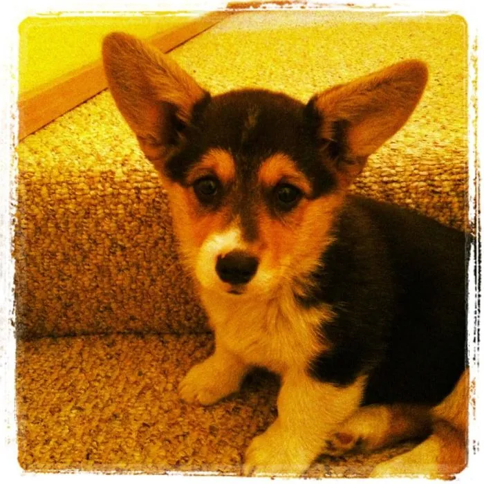 Piper The Corgi