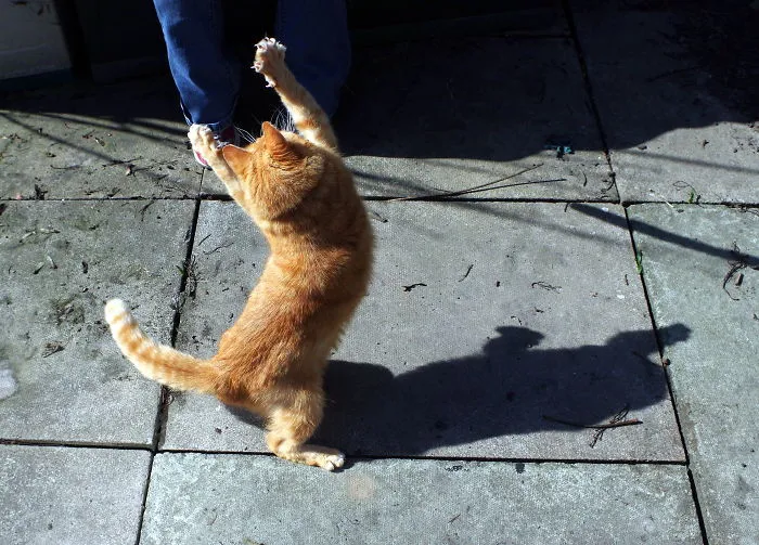 The Thriller