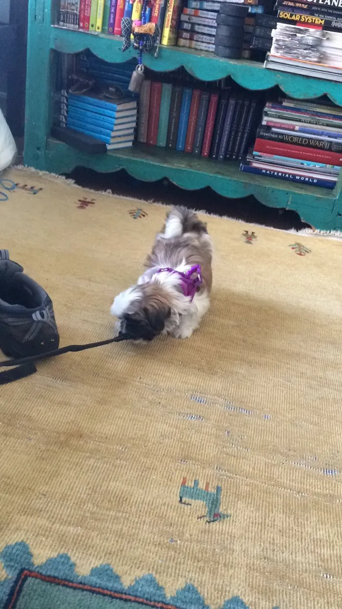 Maple As A Smol Pup