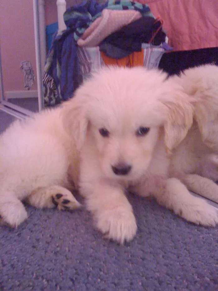 Baby Corey 10 Years Ago - Saved From A Puppy Mill Trash Bin.  Pic Taken After 1 Month In Intensive Care And In Foster Home