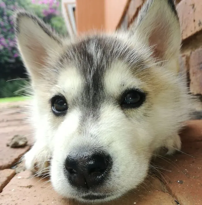 Dimsum My Fluffy Siberian Husky