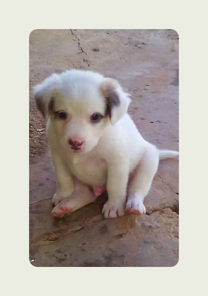 Adorable Puppy A Few Weeks Old.