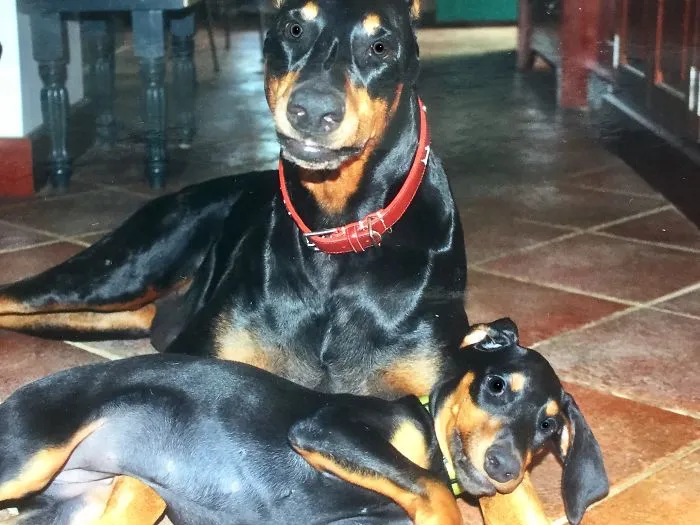 4th Dobie In The House So We Named Her Quattro