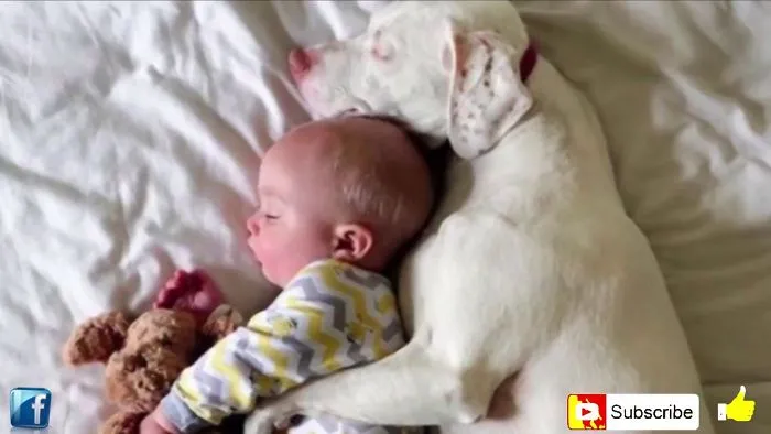 18 Beautiful Moments When Rescued Animals Told Their Heroes ‘Thank You’