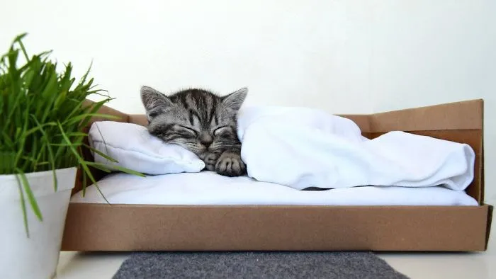 Cute Six Scottish Kittens Sleep In Tiny Human Bed! Very Nice And Cute Video.