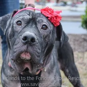 Friends to the Forlorn Pitbull Rescue, Inc.