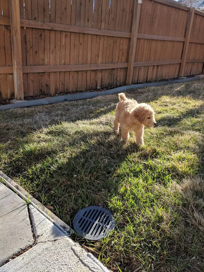 Luna, 3 Months Old