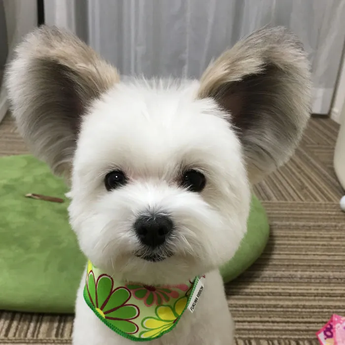 The Internet Is Obsessed With This Puppy With Mickey Mouse Ears, And Her Photos Will Make Your Day