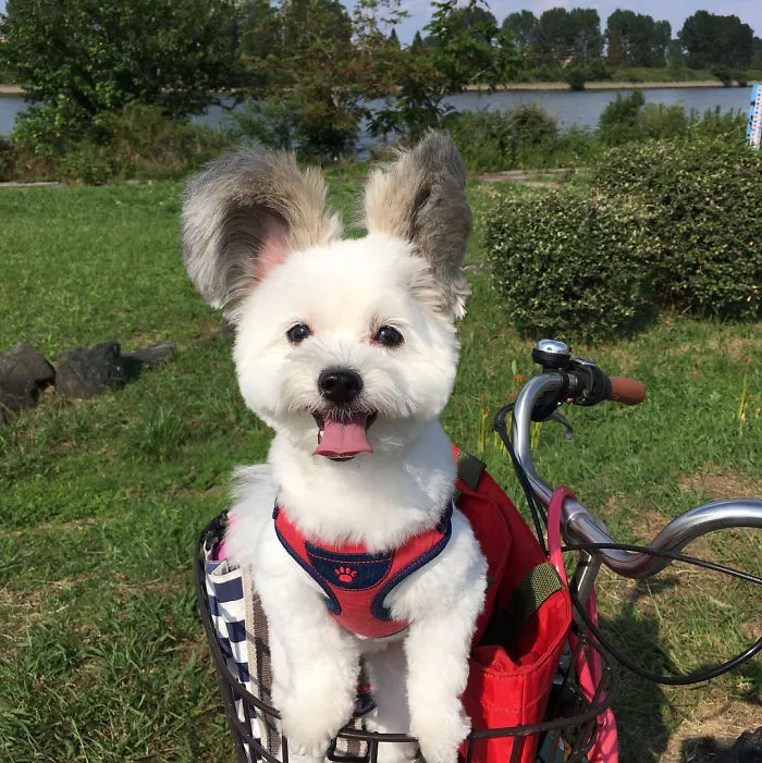 Internet está obsesionado con este perro de orejas de Mickey Mouse, sus fotos te alegrarán el día
